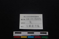 梅花鹿骨藏品圖，第3張