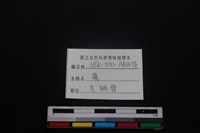 梅花鹿骨藏品圖，第3張