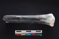 梅花鹿骨藏品圖，第1張