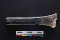 梅花鹿骨藏品圖，第2張