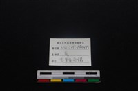 梅花鹿骨藏品圖，第3張