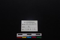 梅花鹿骨藏品圖，第5張