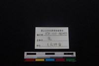梅花鹿骨藏品圖，第3張