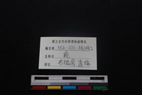 梅花鹿骨藏品圖，第4張