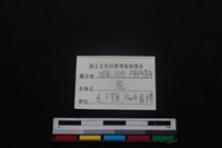梅花鹿骨藏品圖，第4張