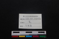 梅花鹿骨藏品圖，第3張