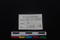 梅花鹿骨藏品圖，第5張