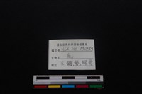 梅花鹿骨藏品圖，第3張