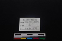 梅花鹿骨藏品圖，第3張