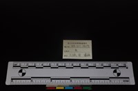梅花鹿骨藏品圖，第4張