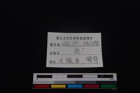 梅花鹿骨藏品圖，第3張