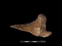 梅花鹿骨藏品圖，第2張