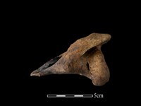 梅花鹿骨藏品圖，第1張