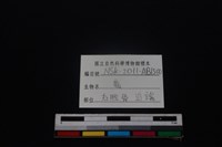 梅花鹿骨藏品圖，第3張