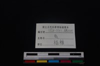 梅花鹿骨藏品圖，第3張