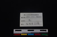 梅花鹿骨藏品圖，第3張