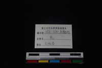 梅花鹿骨藏品圖，第3張