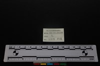 梅花鹿骨藏品圖，第3張