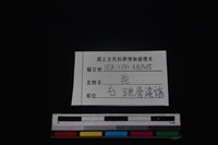 梅花鹿骨藏品圖，第3張