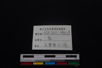 梅花鹿骨藏品圖，第3張