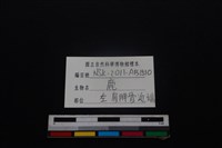 梅花鹿骨藏品圖，第3張