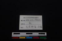 梅花鹿骨藏品圖，第3張
