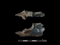 梅花鹿骨藏品圖，第1張