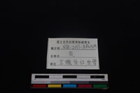 梅花鹿骨藏品圖，第3張