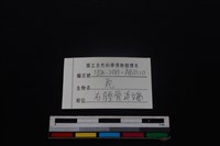 梅花鹿骨藏品圖，第3張