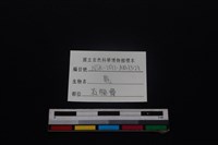 梅花鹿骨藏品圖，第3張