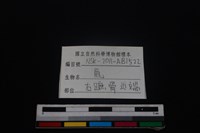 梅花鹿骨藏品圖，第3張