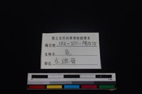 梅花鹿骨藏品圖，第3張