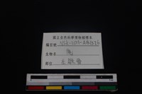 梅花鹿骨藏品圖，第3張
