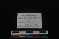 梅花鹿骨藏品圖，第3張