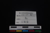 梅花鹿骨藏品圖，第3張