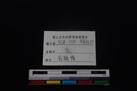 梅花鹿骨藏品圖，第3張