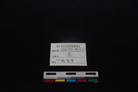 梅花鹿骨藏品圖，第3張