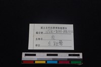 梅花鹿骨藏品圖，第4張