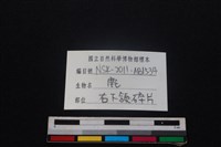 梅花鹿骨藏品圖，第4張