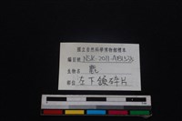 梅花鹿骨藏品圖，第3張