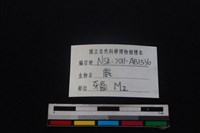 梅花鹿骨藏品圖，第4張