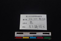 梅花鹿骨藏品圖，第4張