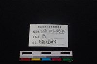 梅花鹿骨藏品圖，第5張