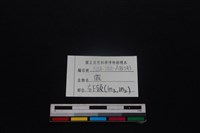 梅花鹿骨藏品圖，第4張