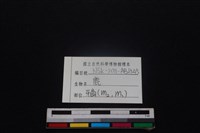 梅花鹿骨藏品圖，第3張