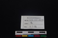 梅花鹿骨藏品圖，第3張