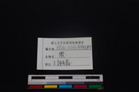 梅花鹿骨藏品圖，第4張