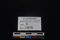 梅花鹿骨藏品圖，第4張
