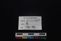 梅花鹿骨藏品圖，第3張