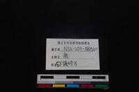 梅花鹿骨藏品圖，第3張